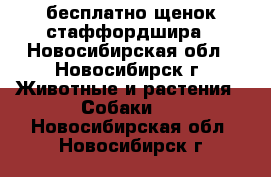 бесплатно щенок стаффордшира - Новосибирская обл., Новосибирск г. Животные и растения » Собаки   . Новосибирская обл.,Новосибирск г.